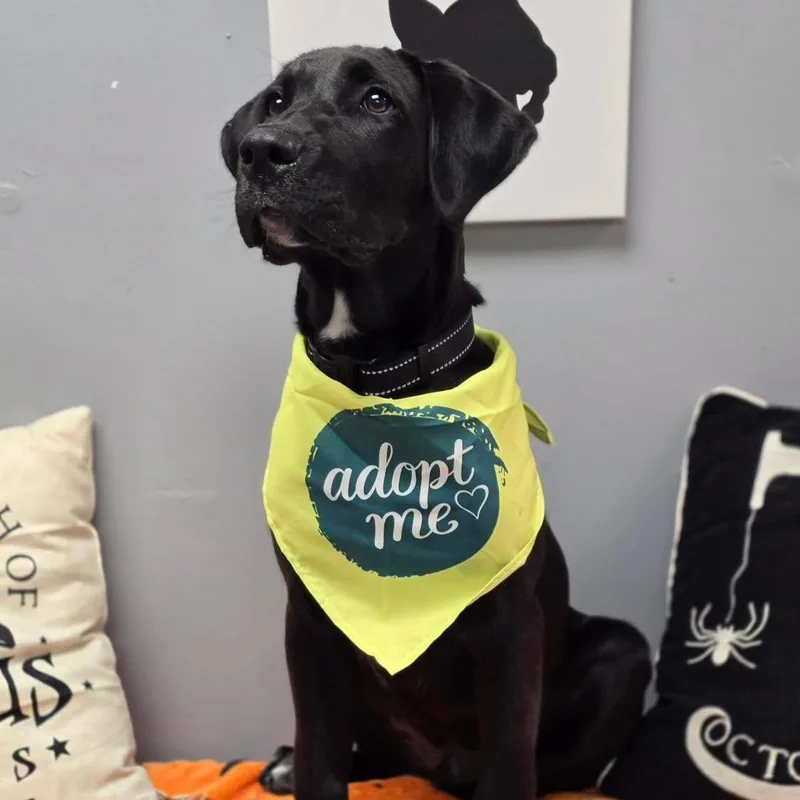 A young large-sized male Black Great Dane dog named Ruckus for adoption in Effingham, IL