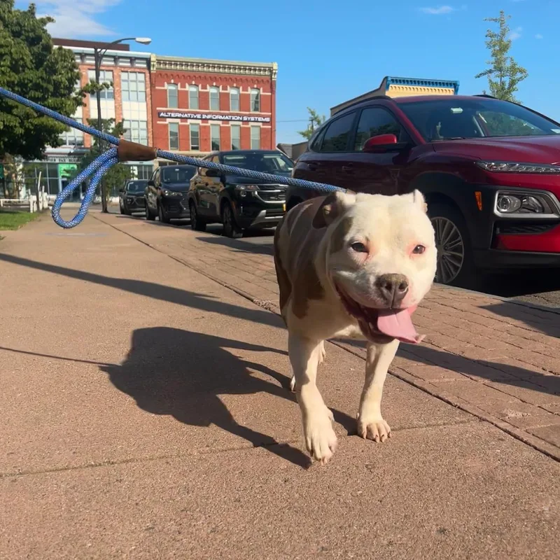 A young medium-sized female White / Cream Pit Bull Terrier dog named Petunia for adoption in Buffalo, NY