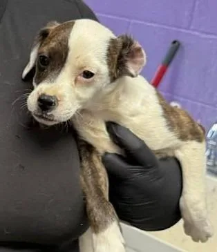 A baby small-sized female Mixed Breed dog named Skittles for adoption in Lavonia, GA