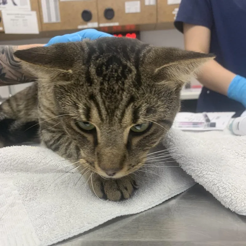A young large-sized male Domestic Short Hair cat named Buster for adoption in West Palm Beach, FL