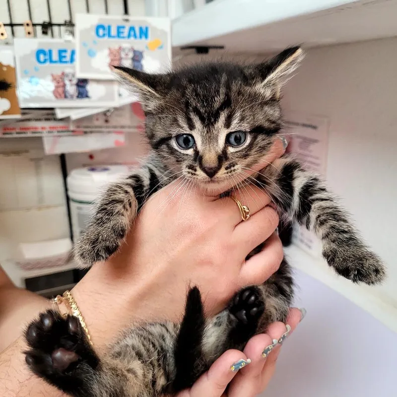 A baby small-sized male Domestic Short Hair cat named Adam for adoption in Allyn, WA