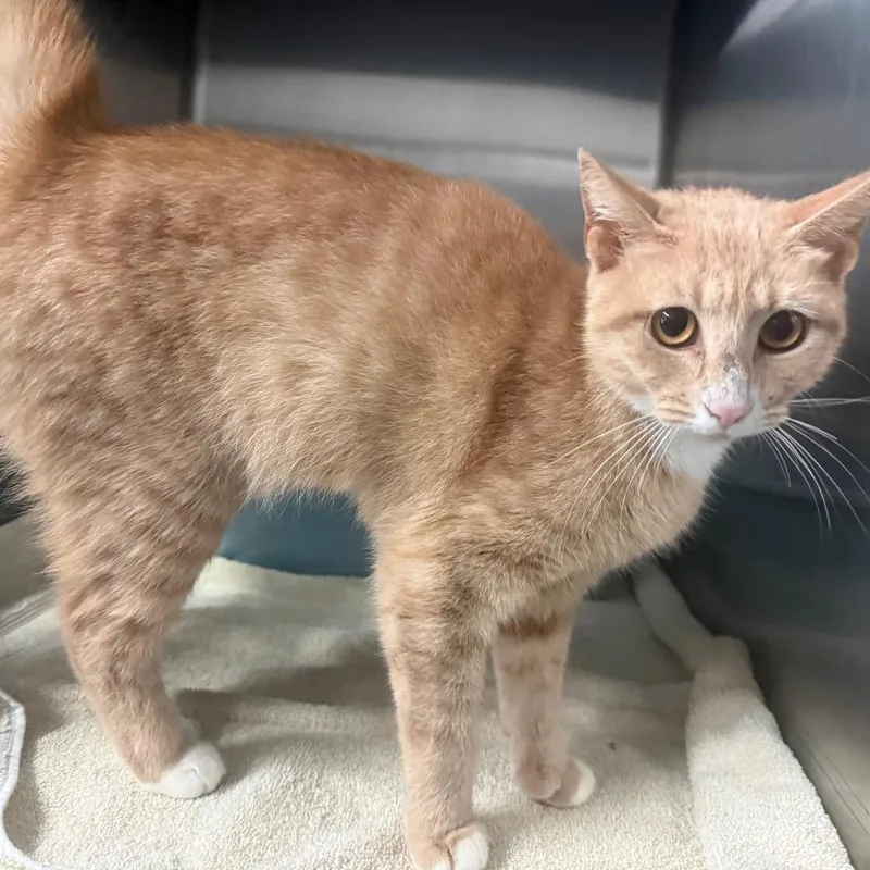 A young medium-sized female Buff / Tan / Fawn Domestic Short Hair cat named Bee for adoption in Lakeland, FL