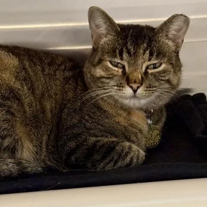 An adult medium-sized female Tabby (Brown / Chocolate) Domestic Short Hair cat named Aba for adoption in Lansing, MI