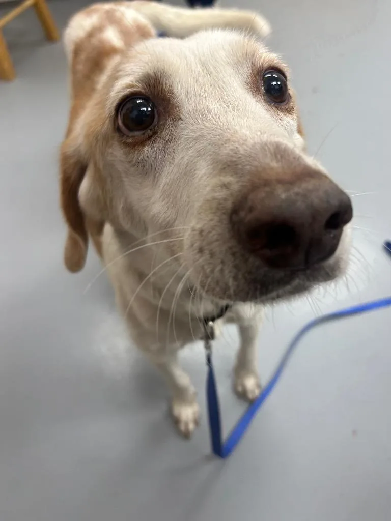 A senior medium-sized male Hound dog named Deputy for adoption in Hartsville, SC