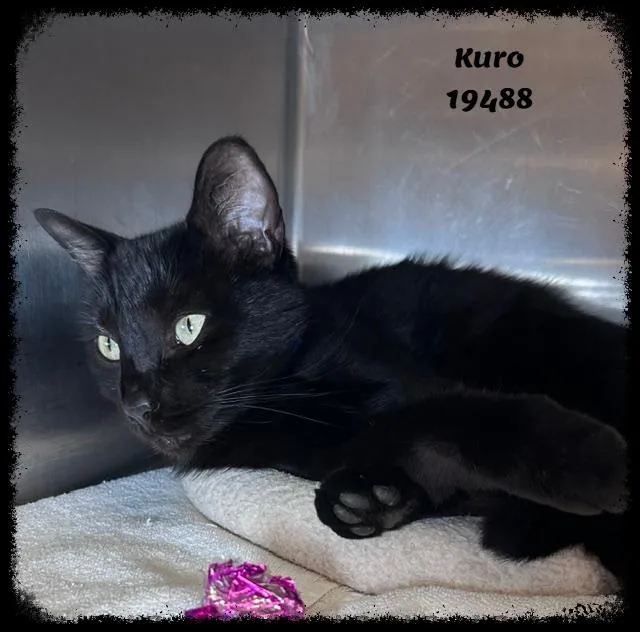 An adult large-sized male Black Domestic Short Hair cat named Kuro for adoption in Marietta, GA