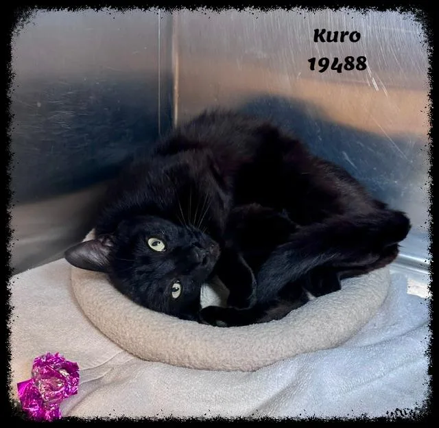 Kuro thumbnail 3