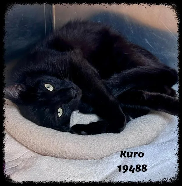 Kuro thumbnail 4