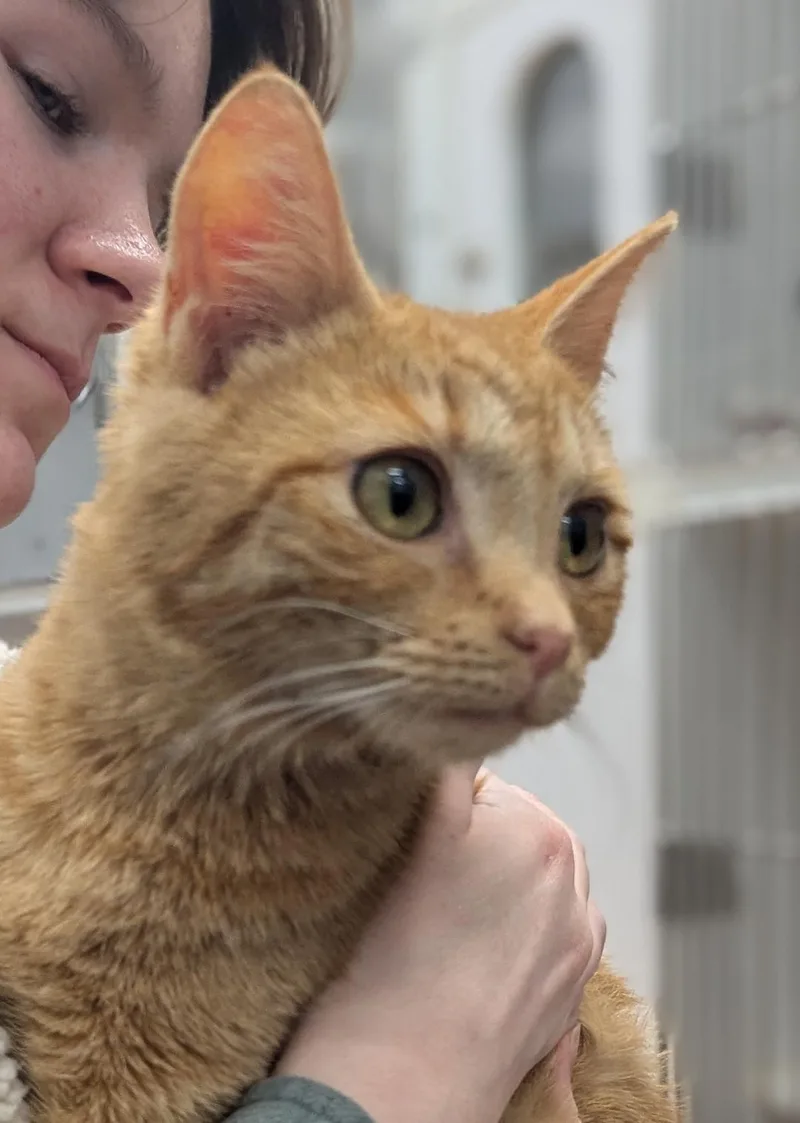 A young medium-sized female Orange / Red Domestic Short Hair cat named Shoshone for adoption in Mount Vernon, OH