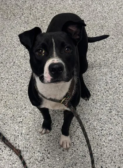 A young medium-sized male Black Mixed Breed dog named Raphael for adoption in Kansas City, MO