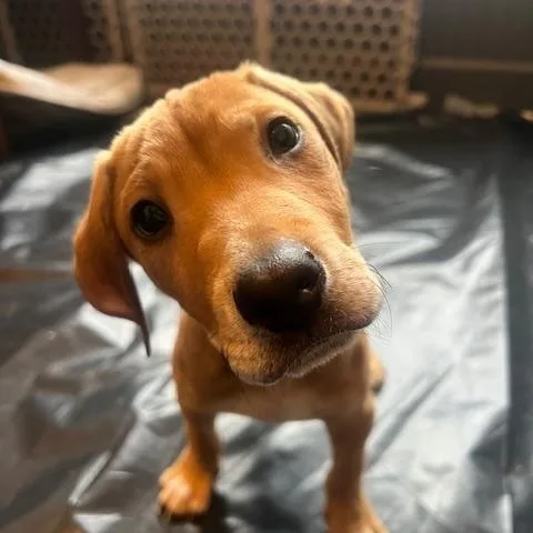 Sage Green  Local thumbnail 2