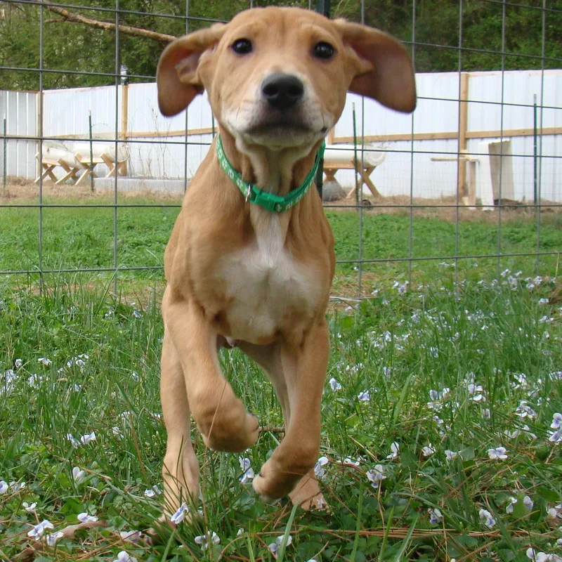 Sage Green  Local thumbnail 4