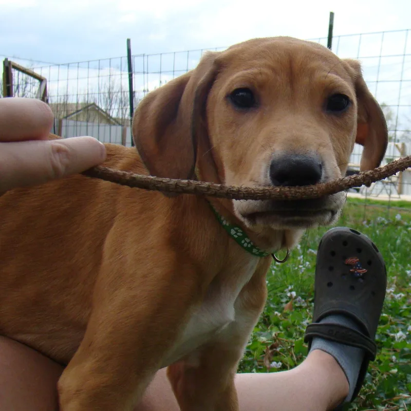 Sage Green  Local thumbnail 5