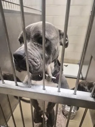 An adult medium-sized female Pit Bull Terrier dog named Murphy for adoption in Farmers Branch, TX