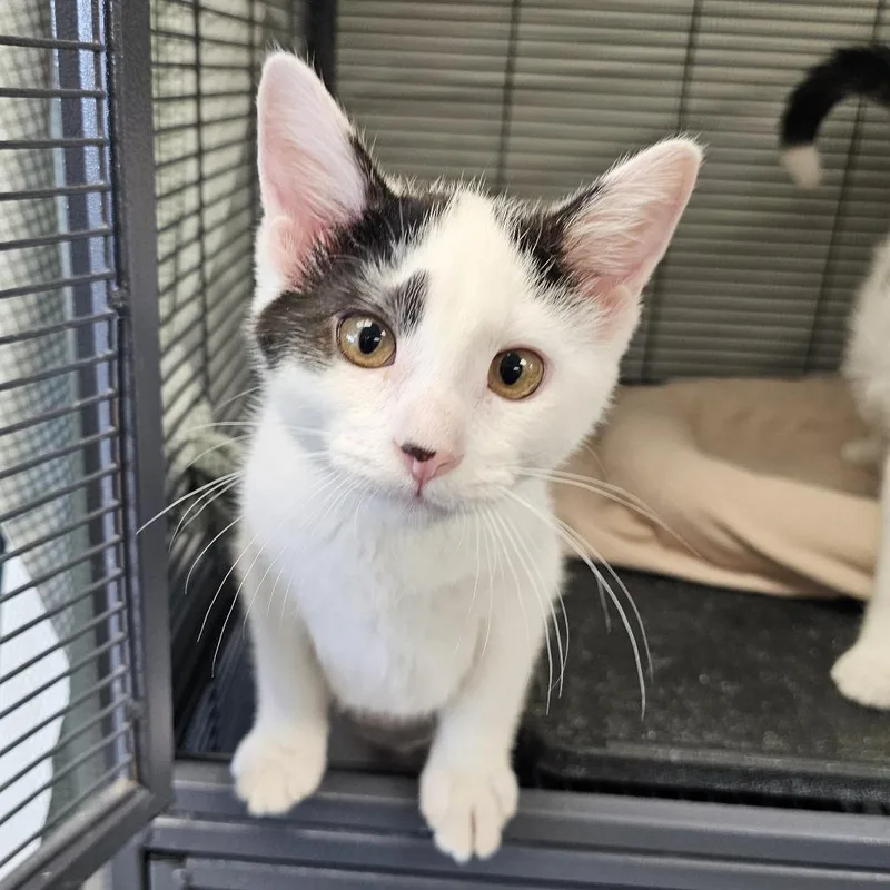 A baby small-sized female White Domestic Short Hair cat named Moon for adoption in Monroe, MI