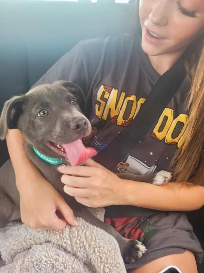 A baby medium-sized male Pit Bull Terrier dog named Tyron for adoption in Fort Worth, TX