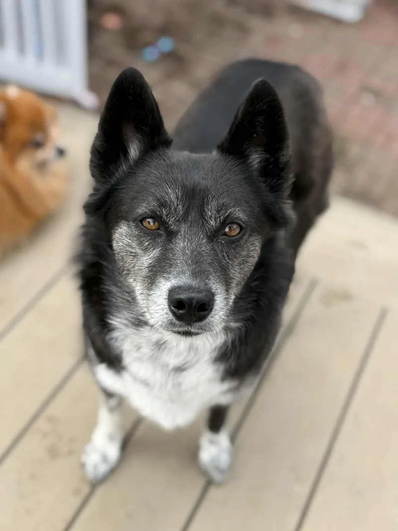 An adult medium-sized female Siberian Husky dog named Luna for adoption in Havertown, PA