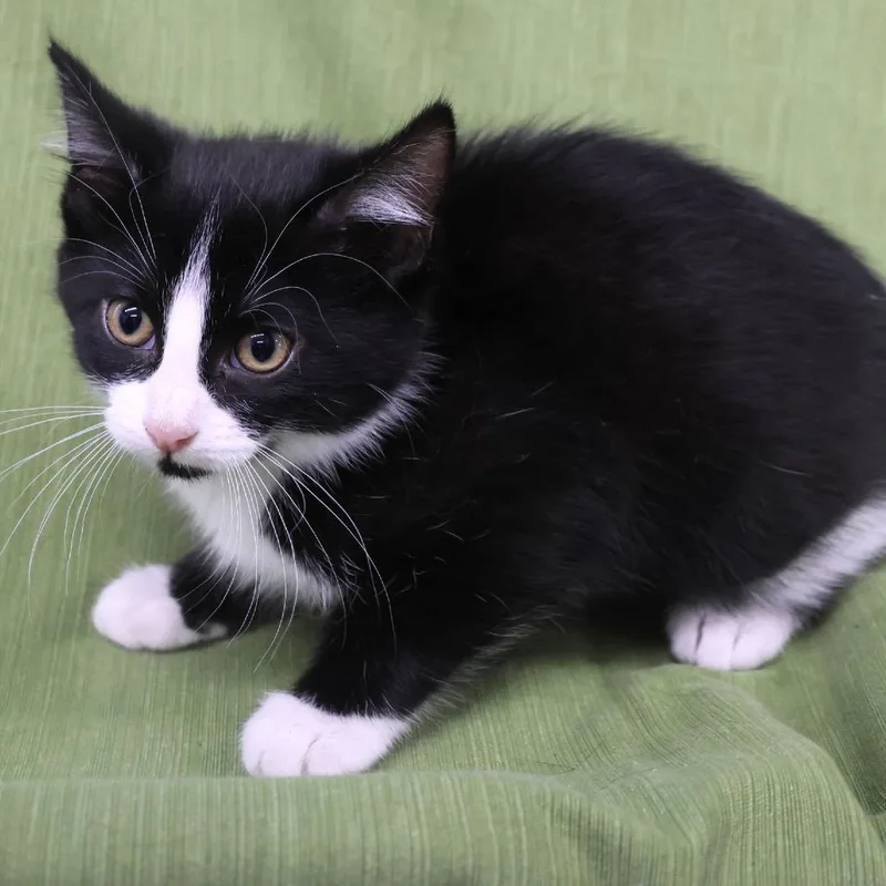 A baby small-sized female Black Domestic Short Hair cat named Sushie C for adoption in Princeton, MN