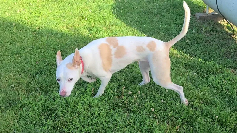 An adult medium-sized female White / Cream Pit Bull Terrier dog named Maizy for adoption in Elizabeth, IL