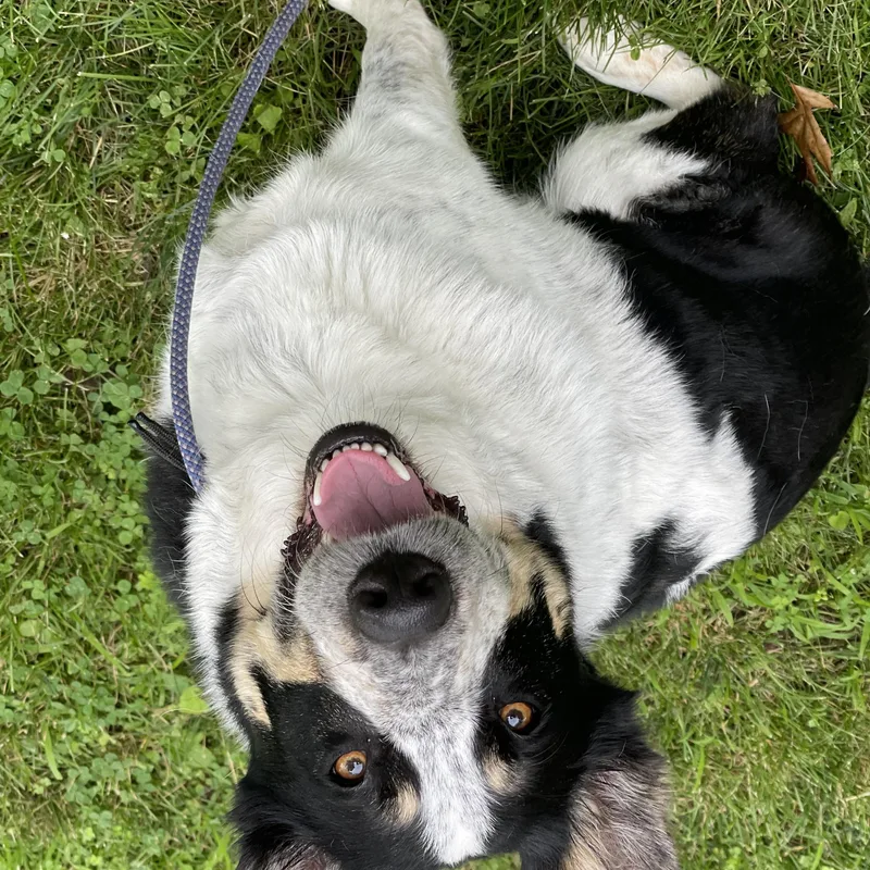 An adult medium-sized male Border Collie dog named Zappa for adoption in Winthrop, MA