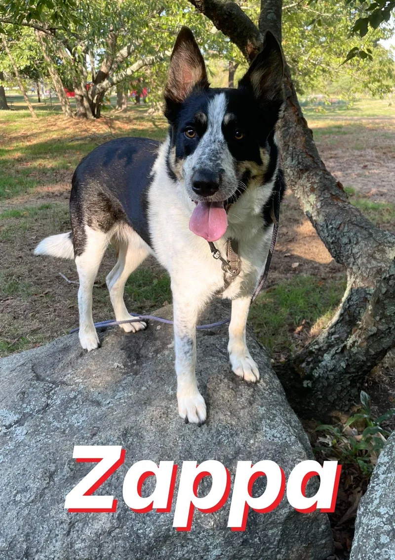 Zappa thumbnail 2