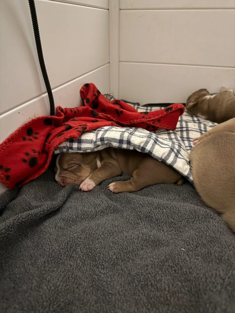 A baby small-sized female Pit Bull Terrier dog named Ginger Snap for adoption in Tucson, AZ