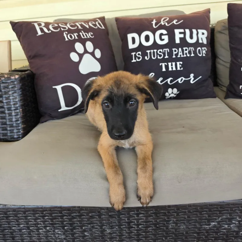 A baby medium-sized male Yellow / Tan / Blond / Fawn Belgian Shepherd / Malinois dog named Elwood KL for adoption in Austin, TX