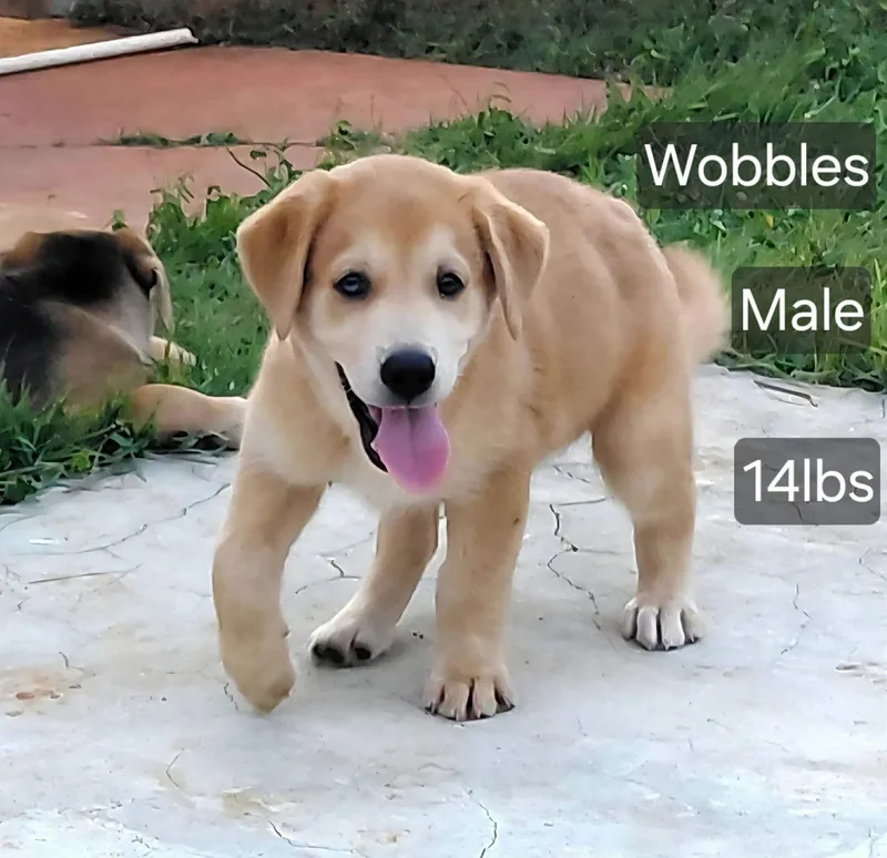 Wobbles thumbnail 3