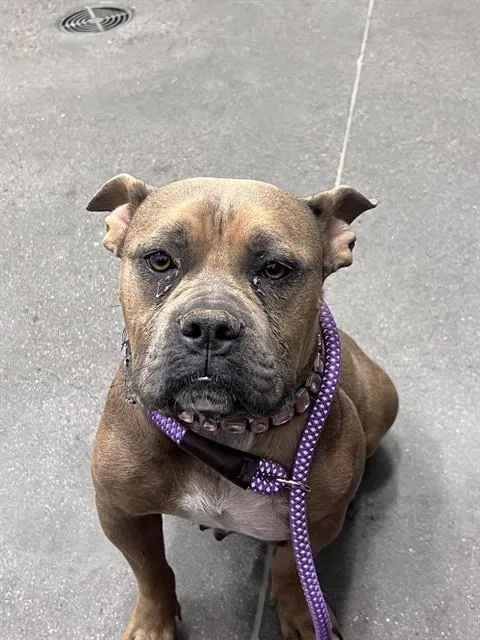 An adult large-sized female Staffordshire Bull Terrier dog named Boba Milktea for adoption in Mesa, AZ