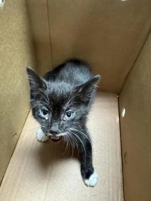 A baby small-sized female Domestic Short Hair cat named Crissy for adoption in Stockton, CA