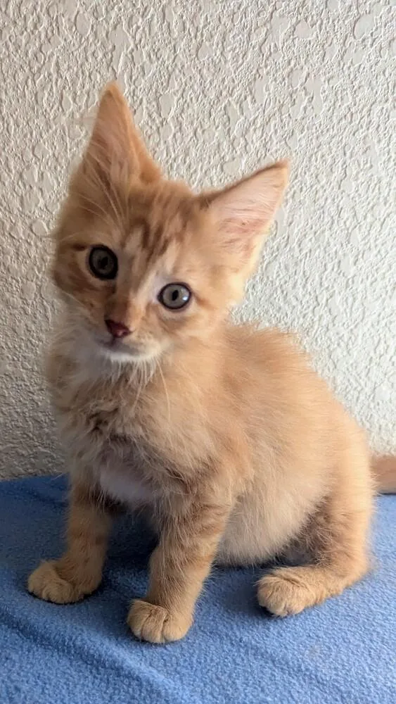 Morris thumbnail 2
