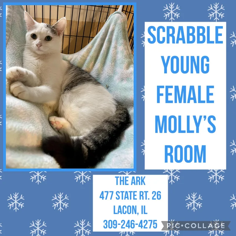 Scrabble thumbnail 2