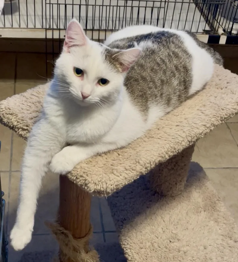 Scrabble thumbnail 4