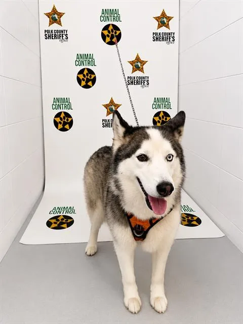 A young large-sized female Siberian Husky dog named A for adoption in Winter Haven, FL