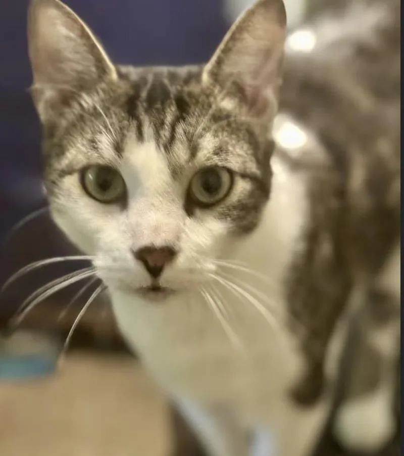 An adult medium-sized male Tabby (Brown / Chocolate) Domestic Short Hair cat named Sterling for adoption in LITTLE MOUNTAIN, SC