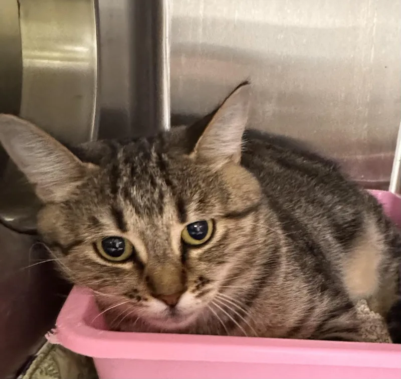 A young large-sized female Domestic Short Hair cat named Claire for adoption in Chico, CA