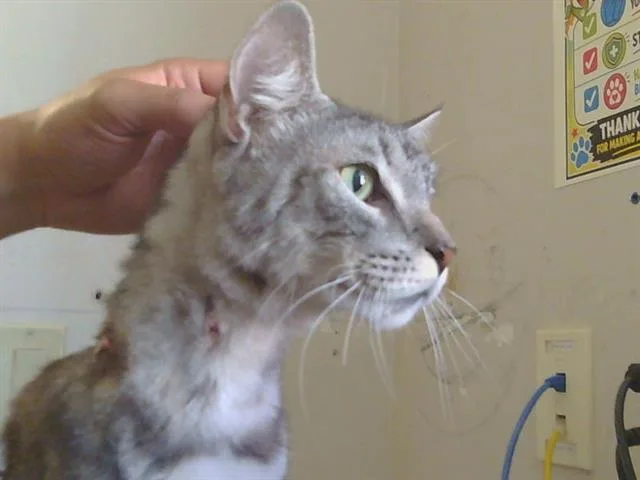 Merlin