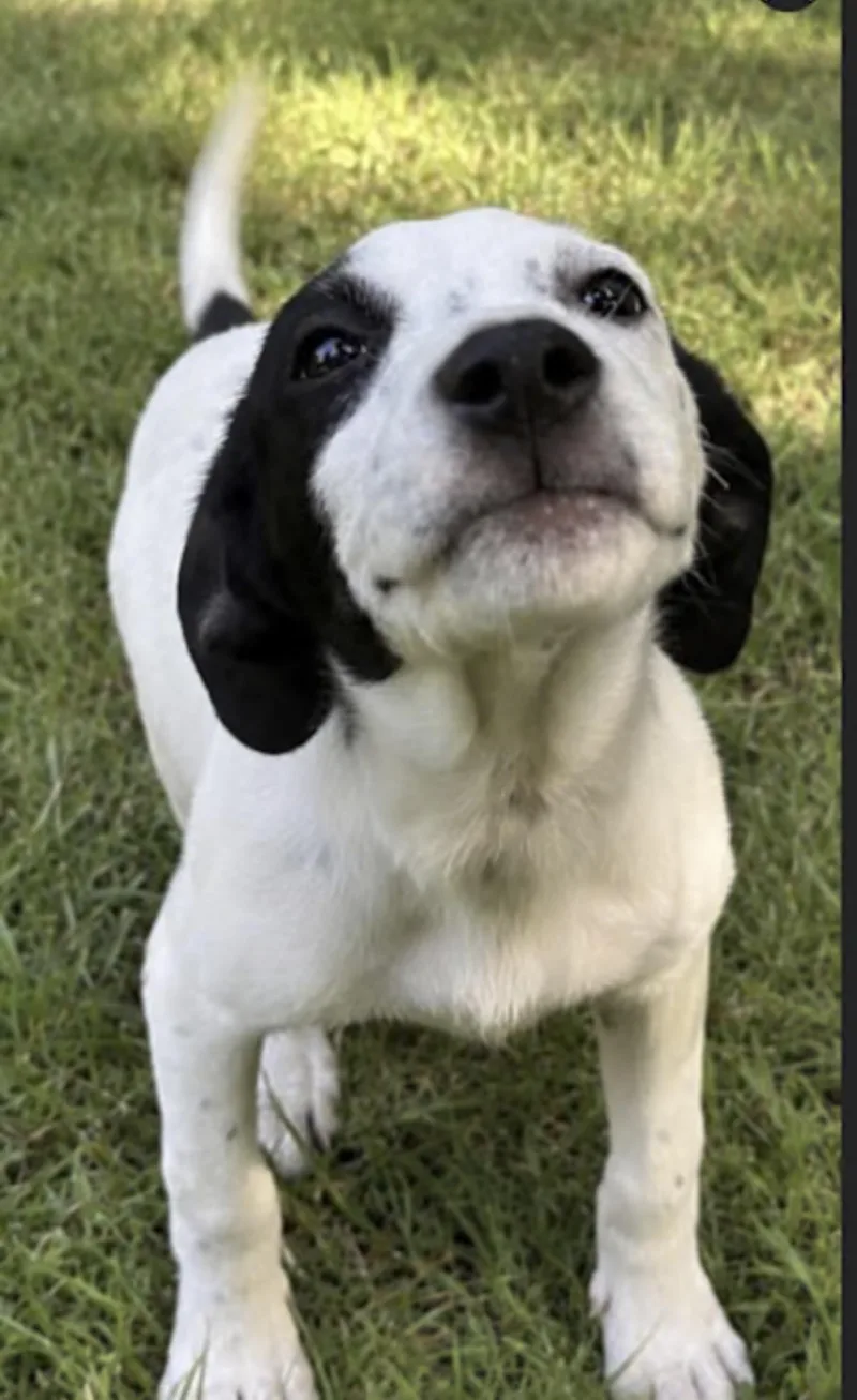 A baby medium-sized female Black Beagle dog named Show Boat for adoption in Watertown, CT