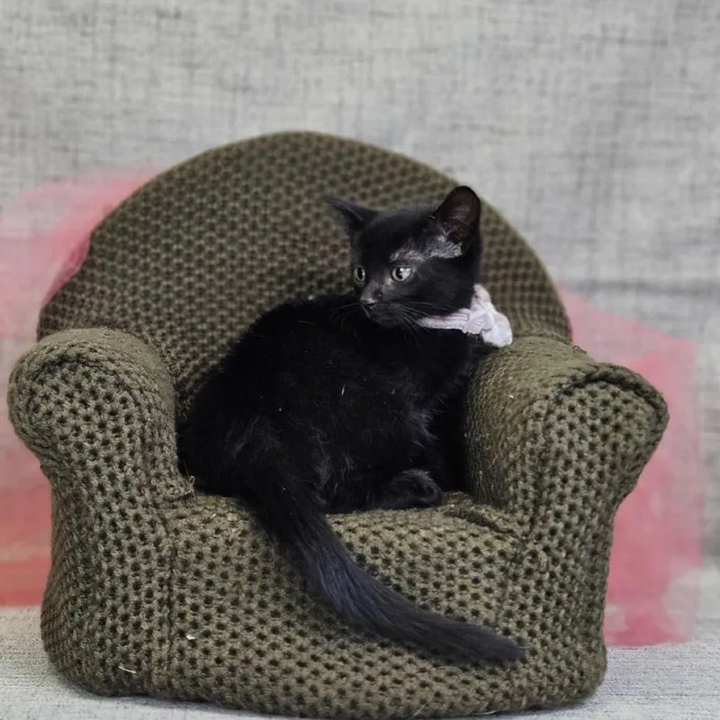A baby small-sized male Black Domestic Short Hair cat named CharcoalC for adoption in East Saint Louis, IL