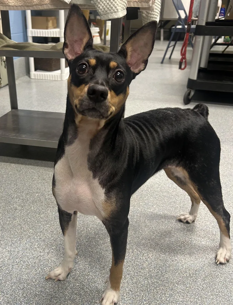 An adult small-sized female Tricolor (Brown, Black, & White) Rat Terrier dog named Sheba for adoption in St. Joseph, MI