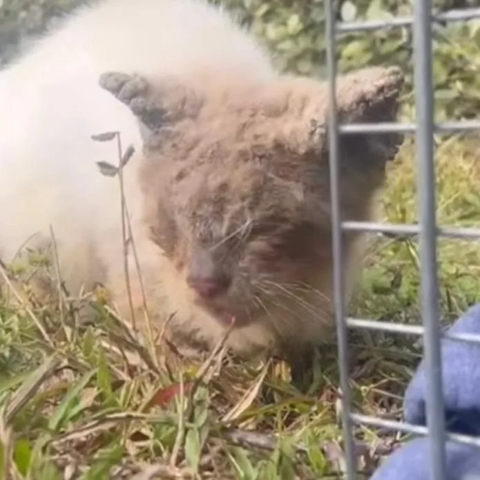A senior small-sized male White Domestic Medium Hair cat named Simon for adoption in Titusville, FL