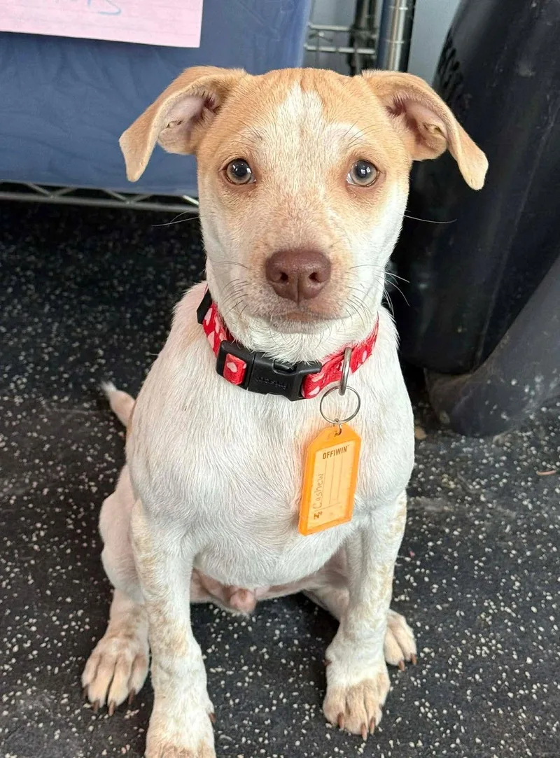 Heather's Cashew Tx thumbnail 2