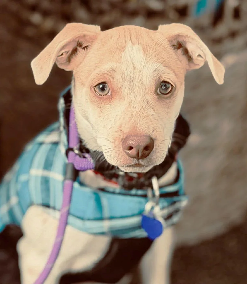 Heather's Cashew Tx thumbnail 3