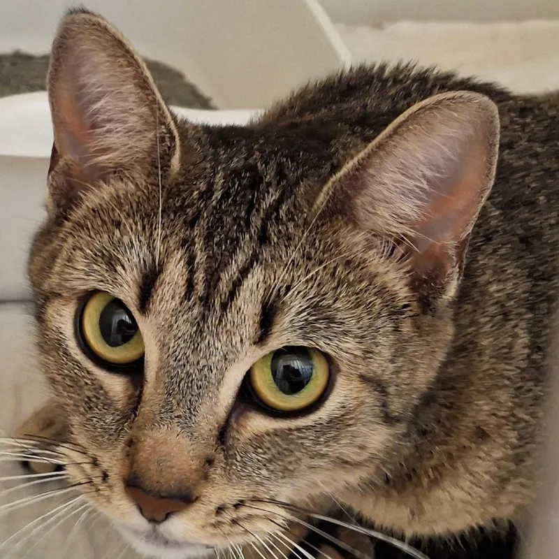 An adult medium-sized female Brown / Chocolate Domestic Short Hair cat named Eve for adoption in Zanesville, OH