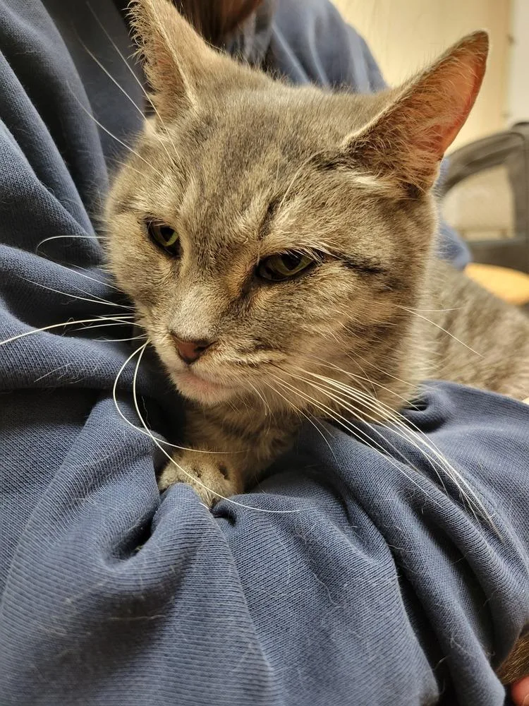 A senior medium-sized female Gray & White Domestic Short Hair cat named Angelica for adoption in Lorain, OH