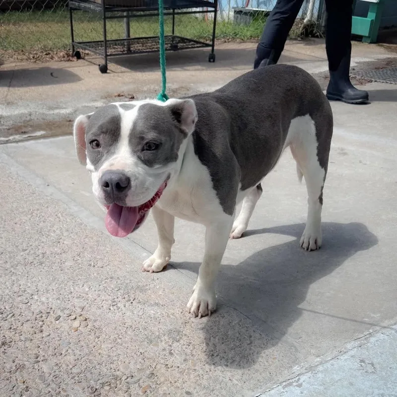 An adult medium-sized female White / Cream Shepherd dog named Ocean for adoption in Bastrop, TX