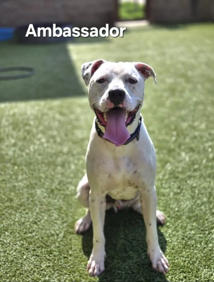 A young medium-sized male Dogo Argentino dog named Ambassador for adoption in Derwood, MD