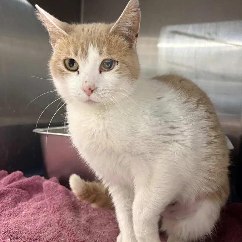 An adult medium-sized female Buff / Tan / Fawn Domestic Short Hair cat named Maris for adoption in St. Paul, MN