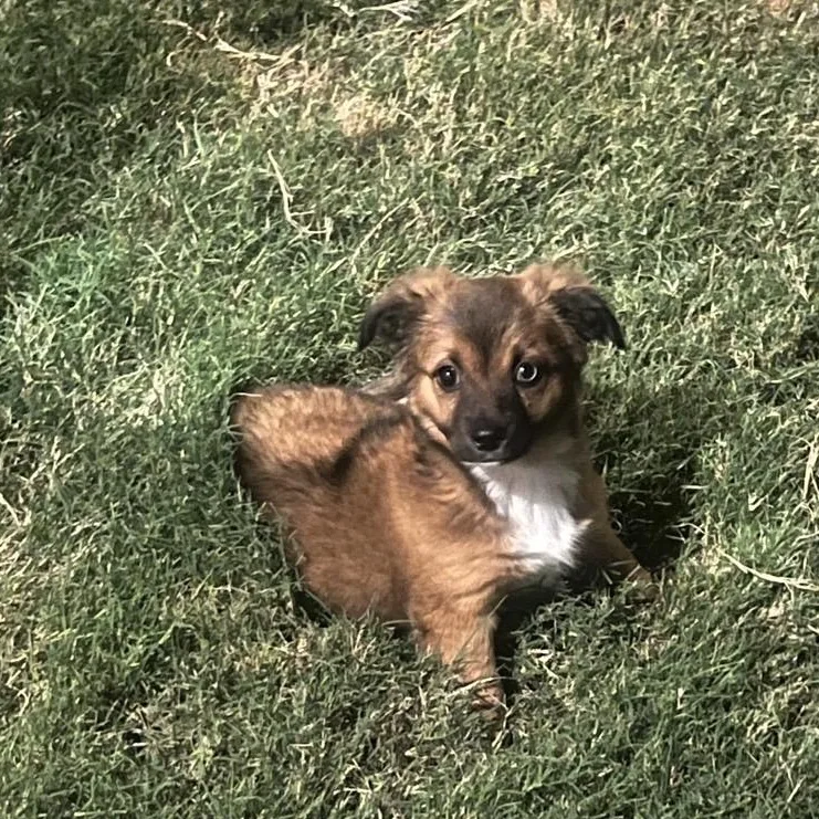 A baby medium-sized female Brown / Chocolate Corgi dog named Delilah for adoption in Mansfield, TX