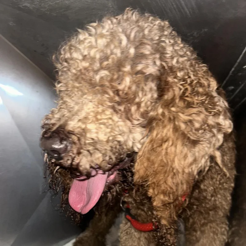 An adult large-sized male Brown / Chocolate Mixed Breed dog named Fraggle for adoption in Philadelphia, PA