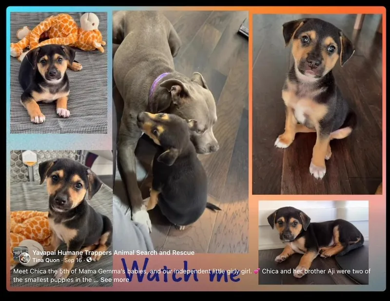 A baby medium-sized female Bicolor Mixed Breed dog named Chica for adoption in Chino Valley, AZ
